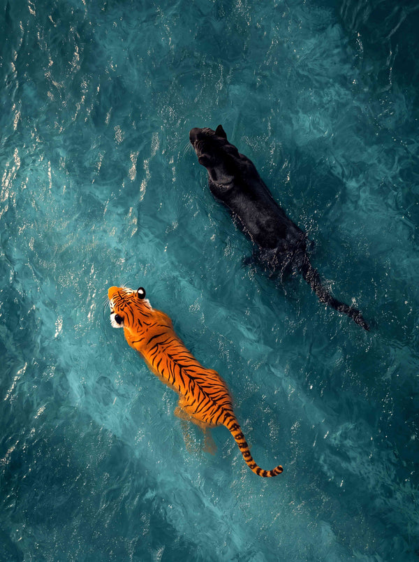 Wildlife Collection